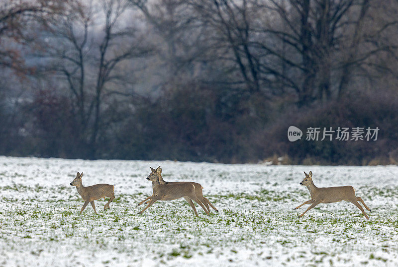 狍子(Capreolus Capreolus)